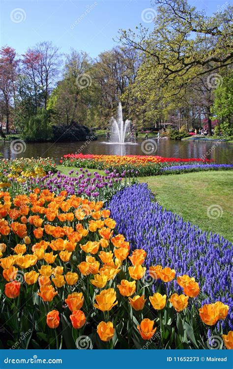 Blooming Flowers In Park Stock Photos Image 11652273