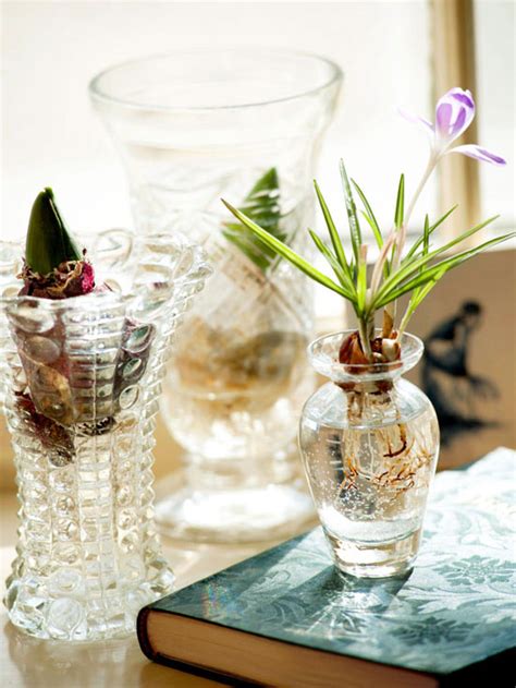 The sugar will perk them right up! HowTo Force Hyacinth Bulbs in a Vase | Better Homes & Gardens