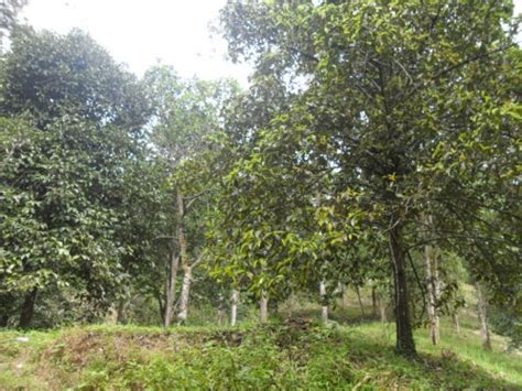 Penerimaan hakmilik oleh pemohon dalam skop : TANAH DUSUN BUAH-BUAHAN DI HULU LANGAT