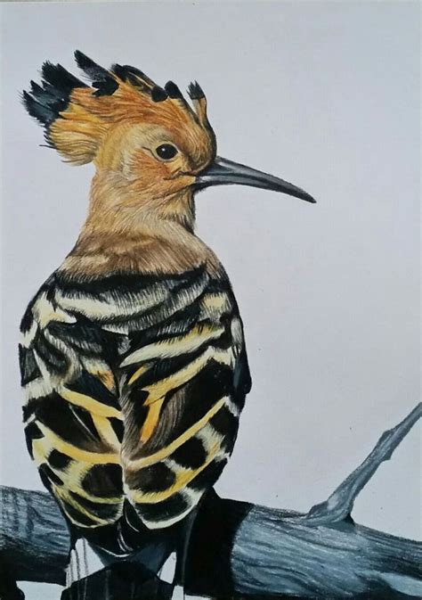 Hoopoe Bird Coloured Pencil Drawing Bird Watercolor Paintings Bird