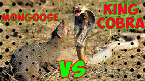 King Cobra Vs Mongoose Youtube
