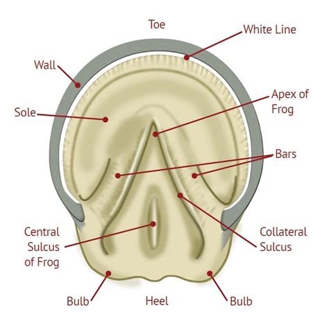 Horse Hoof Anatomy Horse Care Tips Horse Information Horse Grooming