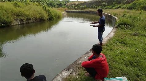 Mancing Mania Youtube