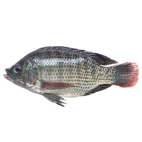 Buy Ak Daily Bazaar Fish Tilapia Small Size Online At Best Price