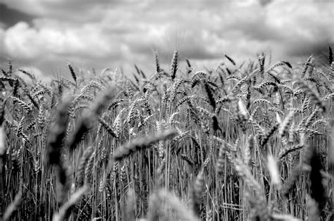 Wheat Field In Black And White By Péter Mocsonoky Photo 74881169 500px