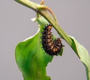 Caterpillar to Butterfly Kit Instructions