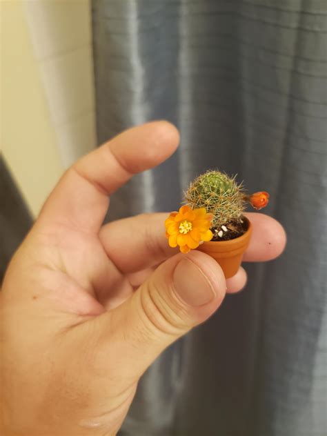 My Baby Cactus Blooming Rcactus