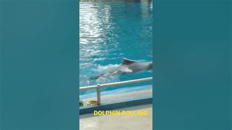 Dolphin Rolling Youtube