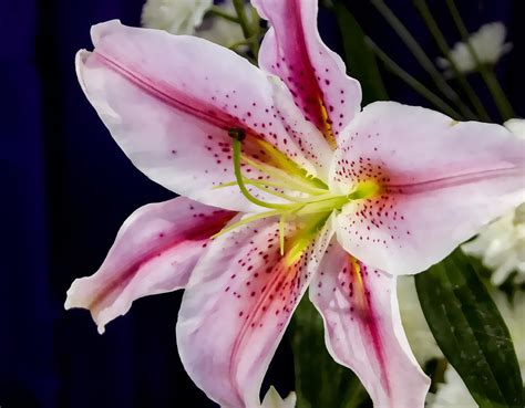 Lily Digital Art By Photographic Art By Russel Ray Photos Fine Art