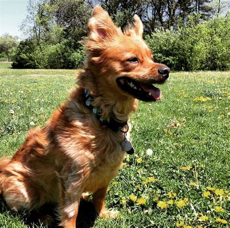 We are a small home based breeder of the beautiful and ever so popular pembroke welsh corgi. "Gorgeous day at Currie Dog Park! - Wauwatosa, WI " | Dog ...