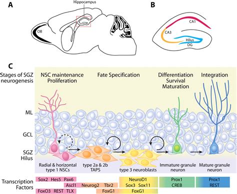 Orchestrating Transcriptional Control Of Adult Neurogenesis