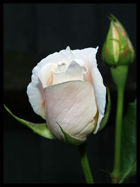 White Rose Bud By Deadlydonna On Deviantart