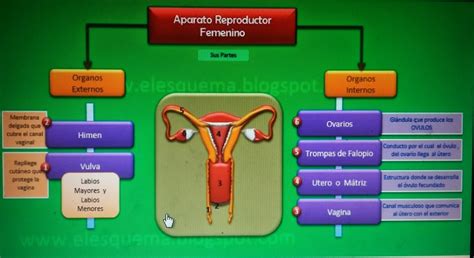 Esquema Aparato Reproductor Femenino Con Nombres