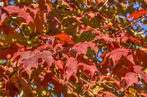 Maple Tree With Red Leaves Stock Photo Image Of Nature 91635312