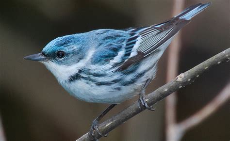 150 Species In Indiana Now Listed As Endangered Or ‘special Concern