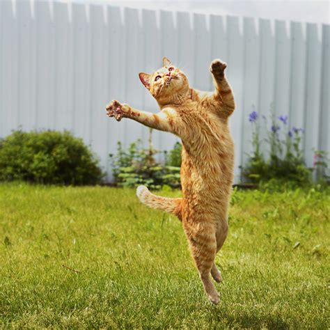 Psbattle Cat Jumping In The Air Rphotoshopbattles