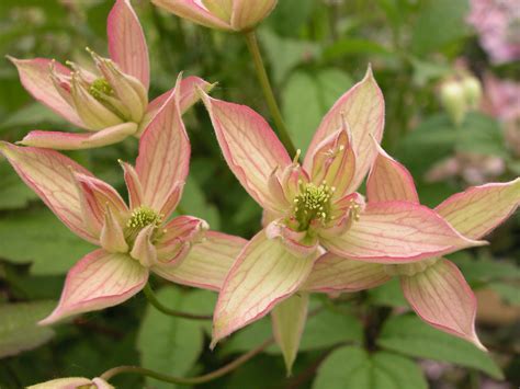 Maybe you would like to learn more about one of these? Clematis montana group ... www.clematis.be...