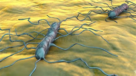 Listeria Monocytogenes Gram Positive Bacterium Stock Illustration