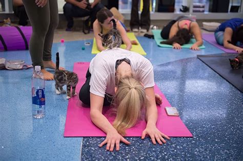 Cat Yoga Pet Adoption Event Finds Homes For Kittens Bechewy