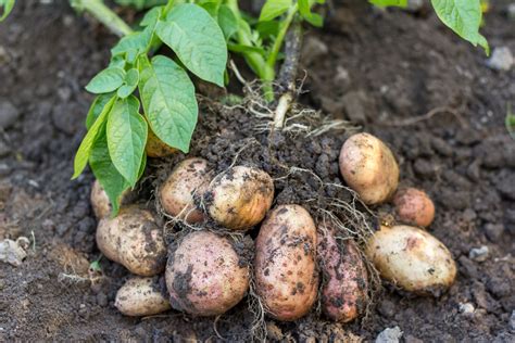 How To Grow Potatoes The English Garden
