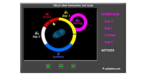 • mitosis (4 stages + cytokinesis). 31 Cells Alive Worksheet Answer Key - Free Worksheet ...