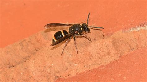 Black Wasp With Yellow Stripe On Abdomen Mice