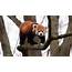 Red Pandas Roam Expanded Habitat At Detroit Zoo