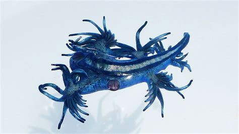 Blue Sea Slug Portuguese Man O War Glaucus Atlanticus Blue Dragon