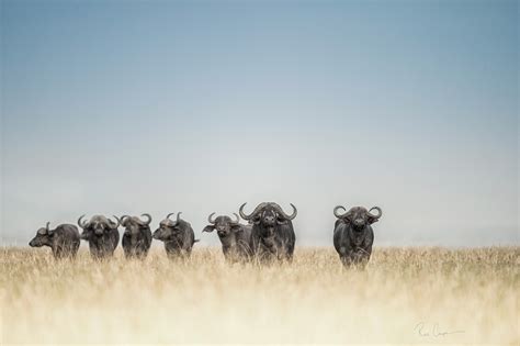 Ross Couper South African Wildlife Photographer | African wildlife, Wildlife photography, Wildlife