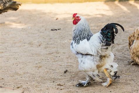 Ultimate Guide To Brahma Chicken Breed Characteristics Care Feed And