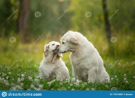 Two Dogs Together In Park Golden Retriever And Clumber Spaniel Love