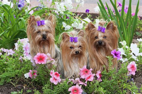 Purebred Yorkshire Terrier In Flowers Photograph By Piperanne Worcester