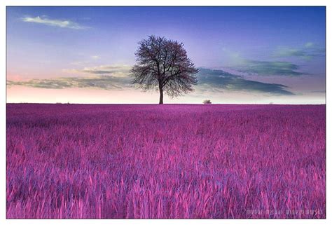 A Lone Tree Stands In The Middle Of A Purple Field