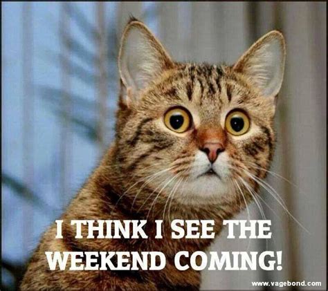 Weekend Funny Cats Funny Animal Memes Funny Animals