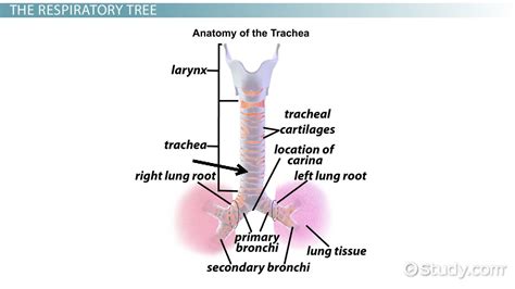 Trachea Definition Function And Structures Video And Lesson Transcript
