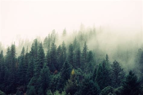 Bosque De Pinos Con Niebla Descargar Fotos Gratis