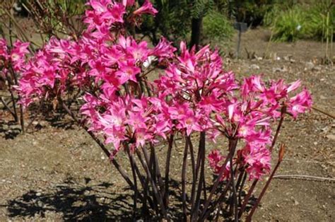 How To Grow Naked Lady Lilies Or Amaryllis Belladonna Dengarden