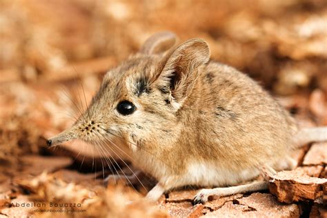 North African Sengi Smaller Mammals Of The W Palearctic · Inaturalist