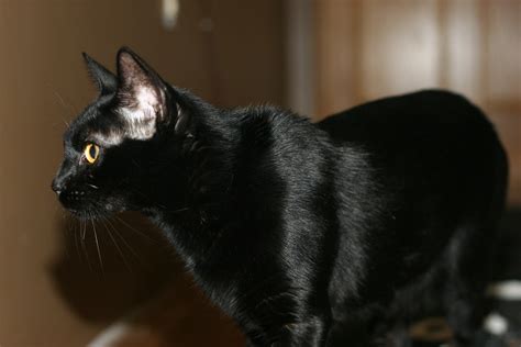 27 Best Pictures Black Savannah Cat Size Savannah Cat Size Owners