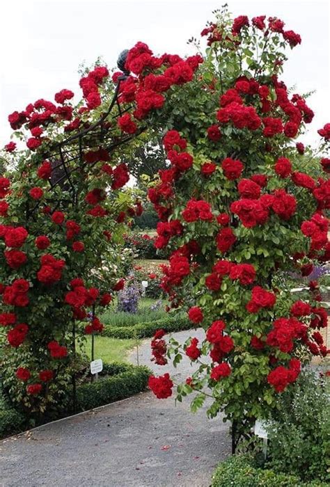 10 Rose Arch Ideas Which Roses Are Best For Archways