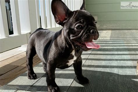 It was a tv character's name). Vinny: French Bulldog puppy for sale near Orlando, Florida ...