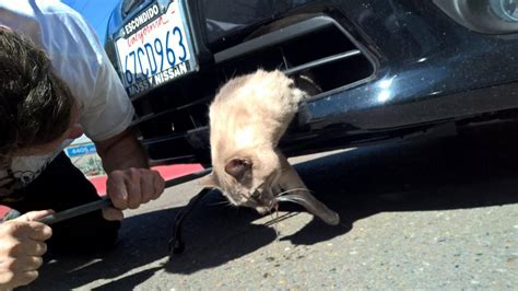 Cat Survives After Taking 8 Mile Ride Stuck In A Cars Bumper Cactus Hugs