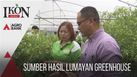 Ikon Agro Sumber Hasil Lumayan Greenhouse Youtube