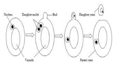 Schematic Diagram Representing The Budding Of Yeast Cells For