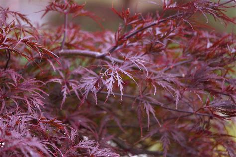 How To Grow And Care For Red Dragon Japanese Maple