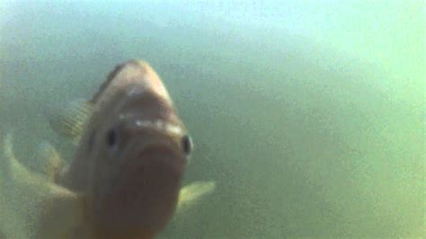 Fish Looking Into Camera Youtube