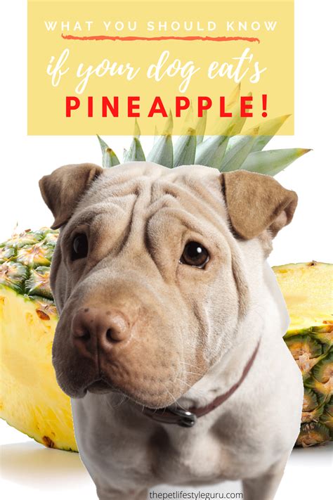 Apricots, dried fruits, including prunes, raisins and apricots. Can Dogs Eat Pineapple? What You Need To Know | Dog eating ...