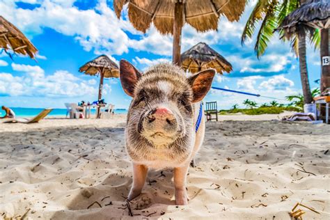 Where To Find The Swimming Pigs Of The Bahamas Caribcast