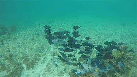 Snorkeling In Grand Cayman Youtube