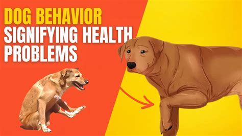 18 Dog Behaviors Signifying Health Problems What You Need To Know